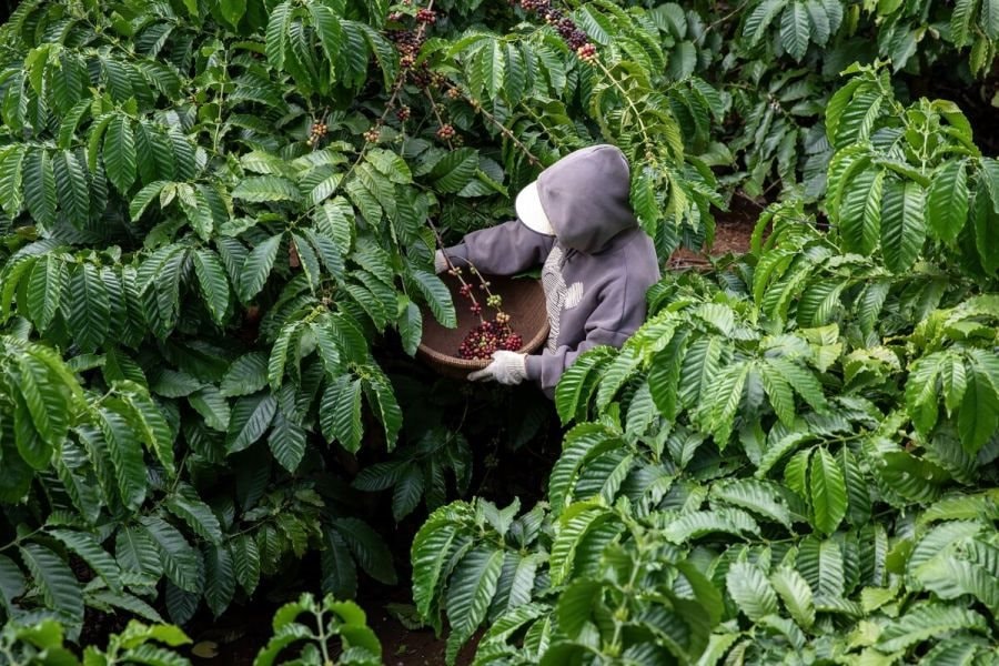 Một báu vật của Việt Nam đang trở thành cứu tinh cho toàn thế giới: giá xuất khẩu tăng 7 tháng liên tiếp, hốt bạc tỷ từ Á đến Âu