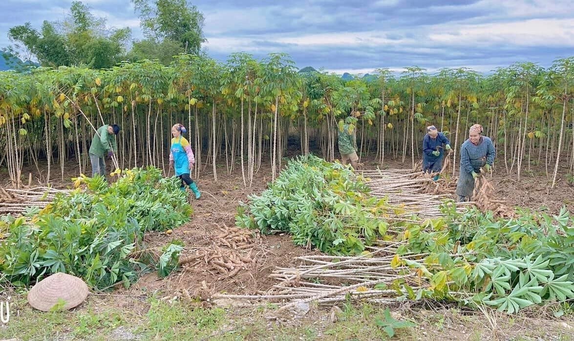 Loại cây từ gốc đến ngọn đều hái ra tiền đưa Việt Nam trở thành 1 trong 2 ông trùm của thế giới: Nước ta có hơn 500.000 ha trồng, Trung Quốc thu mua với giá đắt đỏ