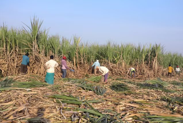 Không phải gạo, Ấn Độ cấm xuất khẩu loại hàng hoá quan trọng năm thứ 2 liên tiếp, nguồn cung toàn cầu bị thắt chặt