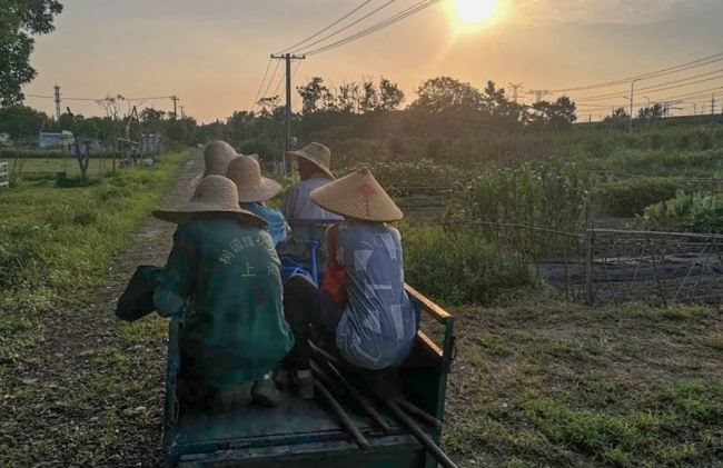 Ngày càng nhiều người trẻ muốn về nông thôn làm việc, muốn thực tập phải đăng ký trước, bị phỏng vấn gắt gao 