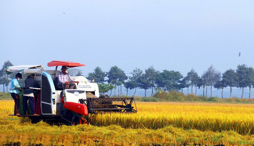 Tin vui cho người nông dân: Tăng mức hỗ trợ lên 1,5 triệu đồng/ha/năm đối với đất chuyên trồng lúa