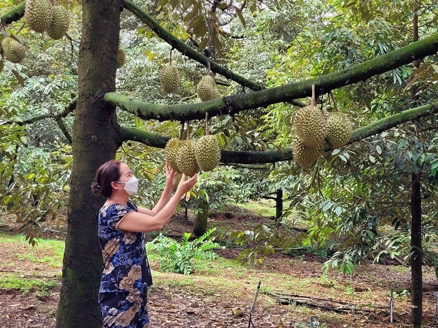 vietnam-durian11.jpg