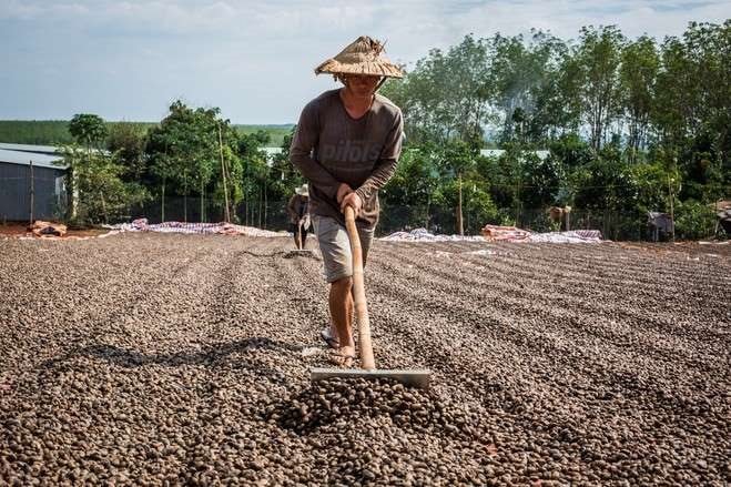 drying-the-raw-cashew-nut(1).jpg