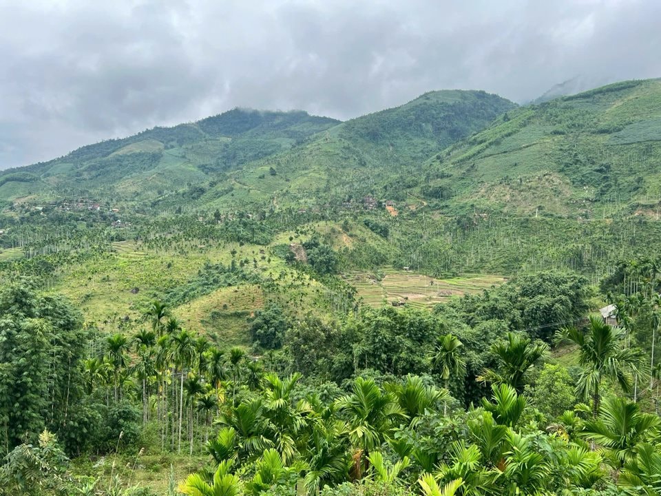 "Vàng xanh" Việt Nam tăng giá kỷ lục, TQ ráo riết thu mua, vì sao chuyên gia cảnh báo "không trồng ồ ạt"?