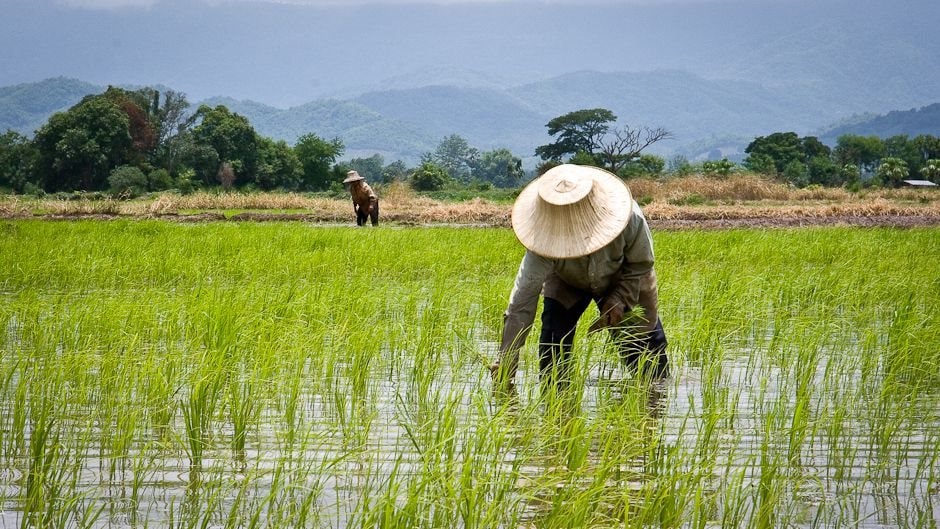 thailands-rice-farmers.jpg