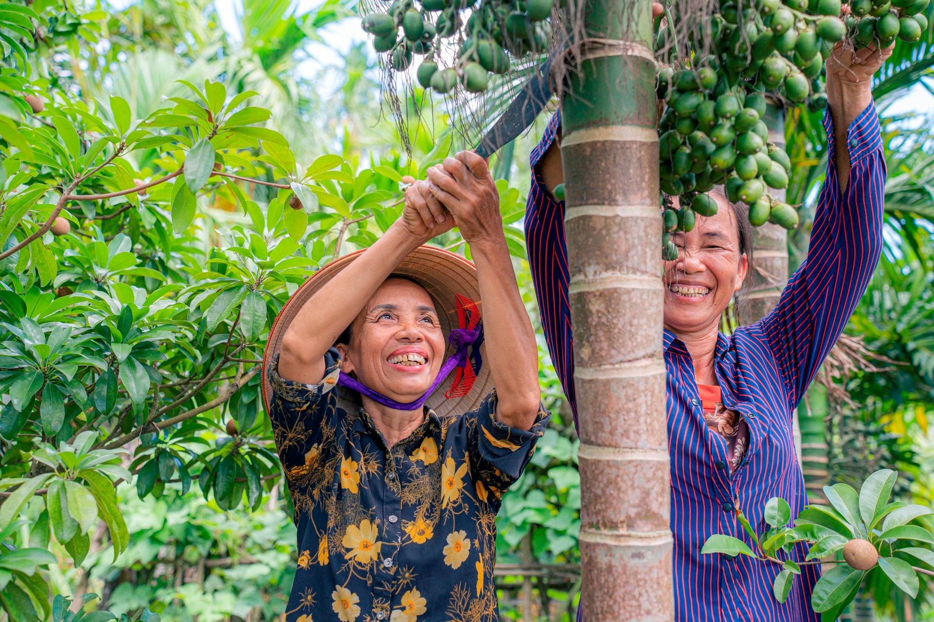 Mặc việc thương lái dừng mua, giá cau Nam Định vẫn cao ngất ngưởng, chưa hái đã có người đặt trước, vừa hái là có người lấy luôn