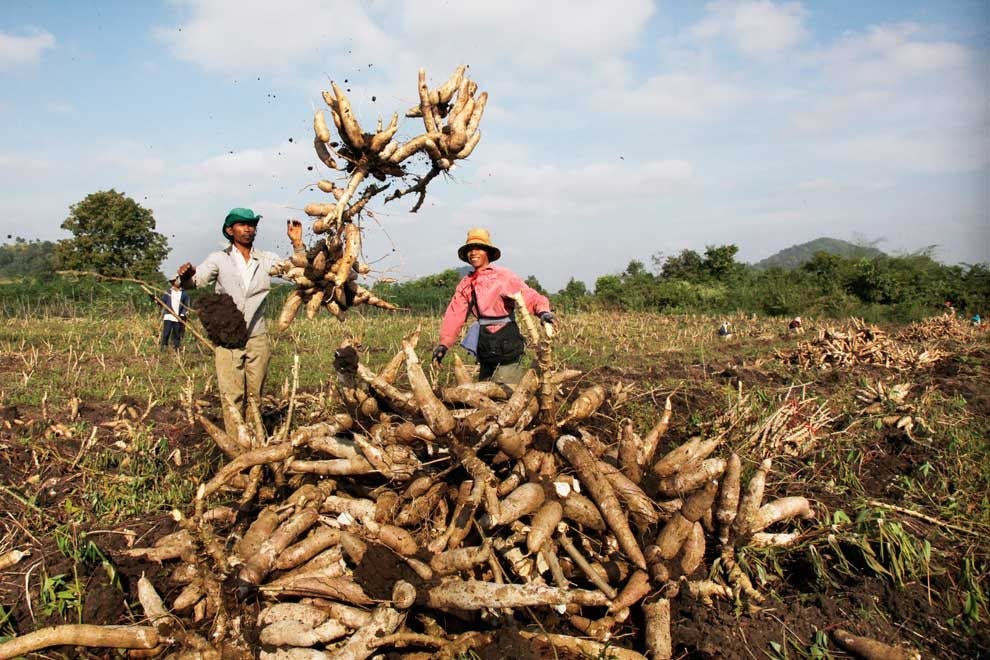 domestic_output_of_cassava_is_expected_to_see_a_slight_dip_this_year_compared_to_last_year._heng_chivoan.jpg