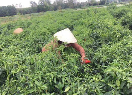 Lào, Trung Quốc mê mệt loại quả 'nhỏ nhưng có võ' này: Việt Nam sở hữu 2 vựa khổng lồ, sản lượng mỗi năm hàng trăm nghìn tấn