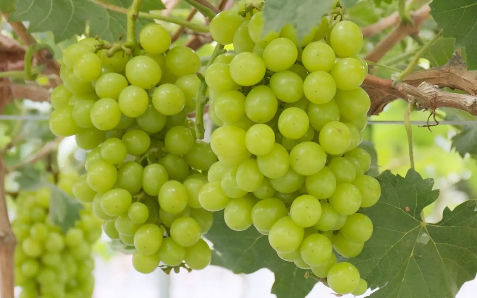 d3aa7a80-shine-muscat-grapes-envato-elements-291024-1.jpg