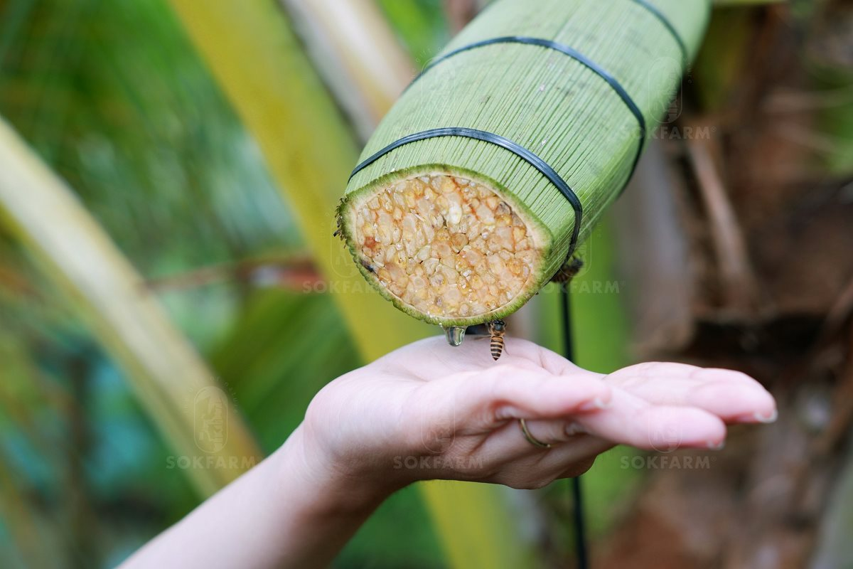 Những trái dừa "kỳ lạ" ở Trà Vinh và sự ra đời của loại đồ uống khiến khách Mỹ say mê