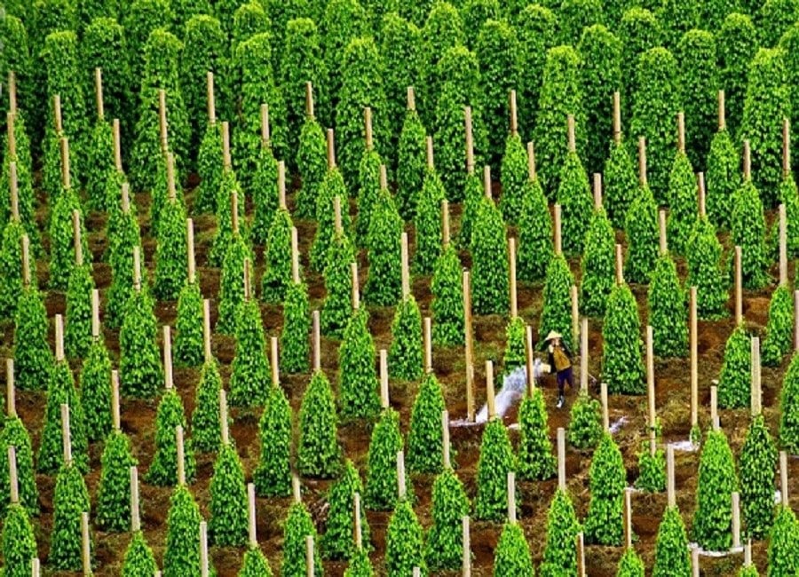 Là thủ phủ sản xuất toàn cầu, Việt Nam thu về hơn 1 tỷ USD từ loại sản vật này: Mỹ, Trung, Ấn và 120 quốc gia liên tục chốt đơn