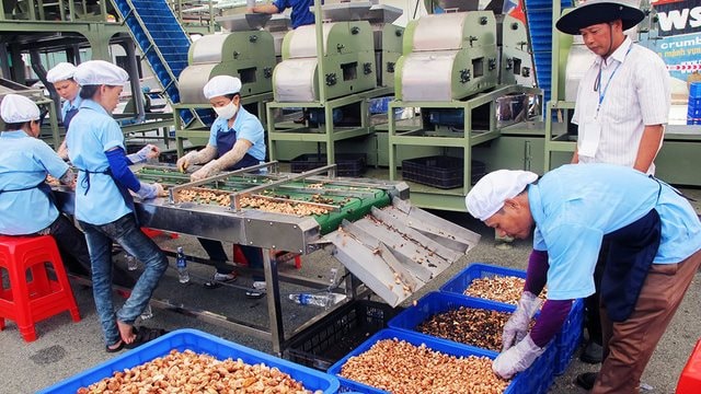 cashew-nut-factory-cambodia.jpg