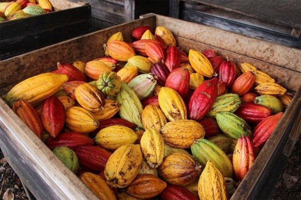 vuon-cay-cacao3.jpg