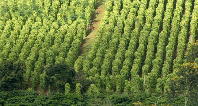 Một loại nông sản thế giới đang lên cơn khát nhưng Việt Nam sở hữu hơn 100.000 ha: Mỹ, Đức liên tục chốt đơn, nước ta là ông trùm xuất khẩu toàn cầu