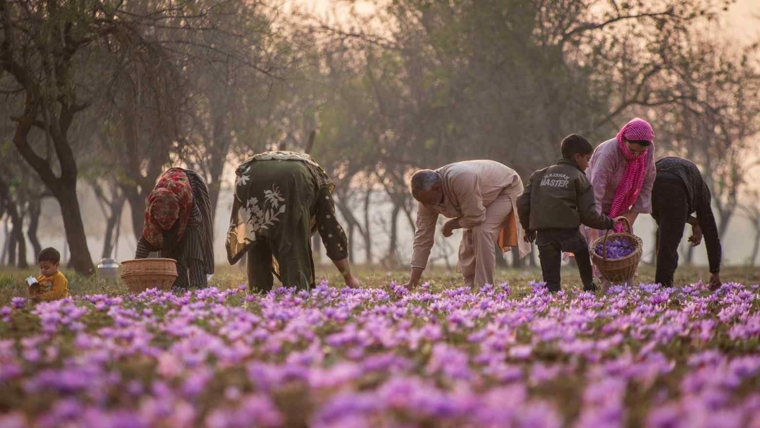 Sản lượng lao dốc, chi phí đầu vào tăng vọt, nông dân tại vùng sản xuất ‘vàng đỏ’ lớn thứ 2 toàn cầu từ bỏ trồng loại gia vị đắt nhất thế giới,  ‘cắn răng’ chuyển sang cây trồng ít sinh lời hơn