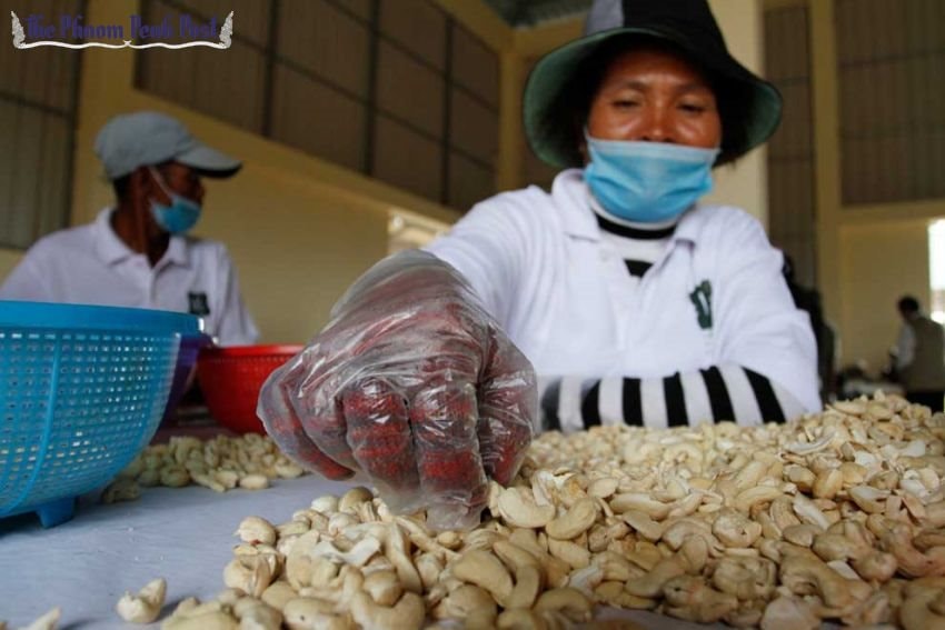 7-cashew-nuts-business-1.jpg