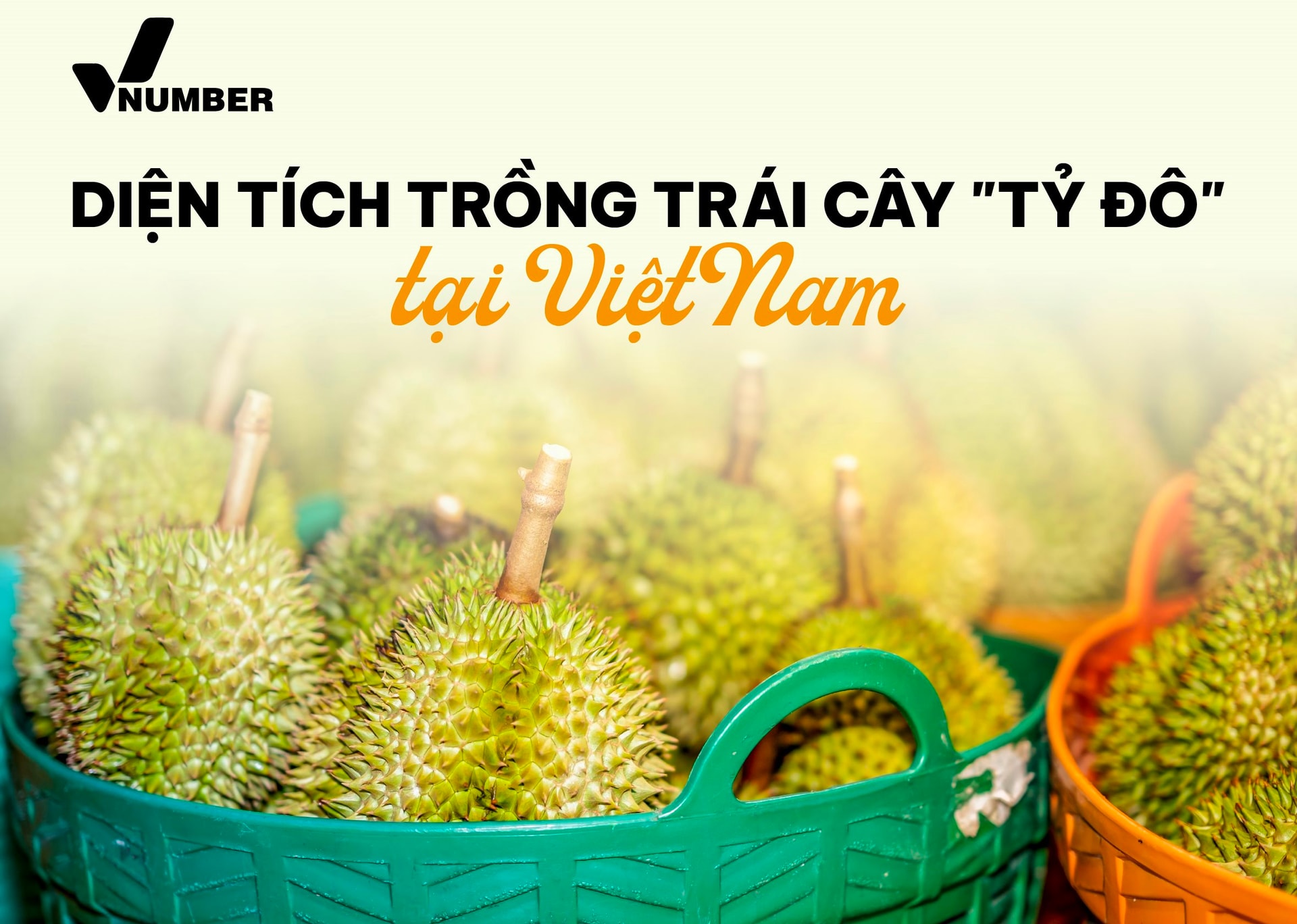 Bản đồ tỷ đô: Loại sản vật trời ban cho riêng Đông Nam Á  giúp Việt Nam thu 3,3 tỷ USD, tỉnh nào đang là ‘thủ phủ’?