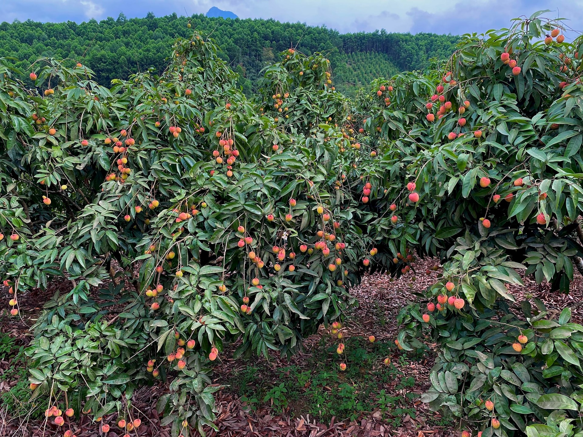 Một đặc sản của Việt Nam tự tin "tốt nhất từ trước đến nay", rộng đường "bay" khắp toàn cầu