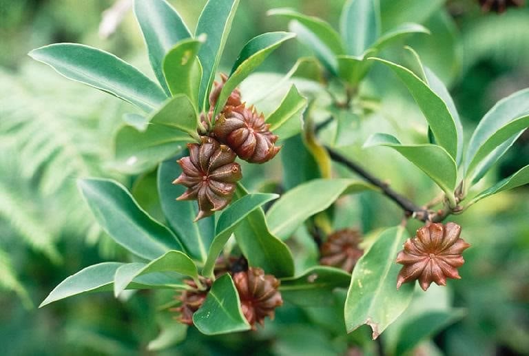 Việt Nam sở hữu "cánh hoa nghìn tỷ" thuộc hàng hiếm thế giới, vừa thu về 22 triệu USD, được Ấn Độ săn lùng