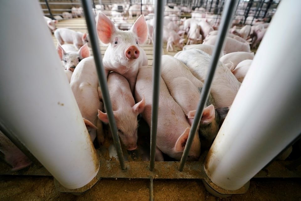 pig(1).jpg