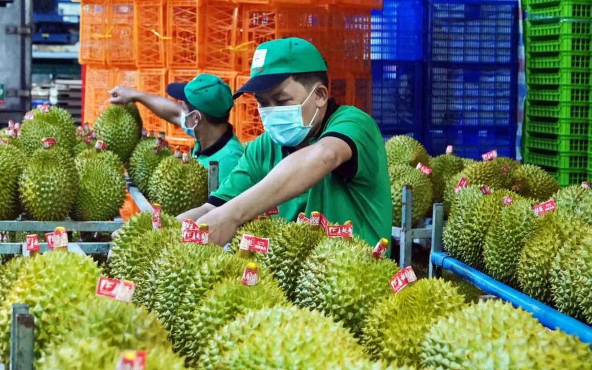 Sầu riêng Việt Nam bị Trung Quốc trả về ồ ạt: DN kiến nghị Thủ tướng chỉ đạo làm rõ một chuyện bất thường