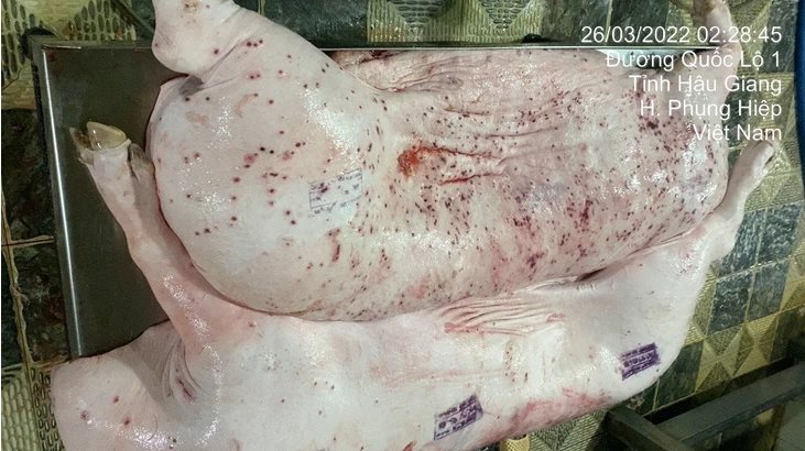 Bộ NN&MT đề nghị Bộ Công an vào cuộc vụ C.P. Việt Nam bị tố bán thịt heo bệnh