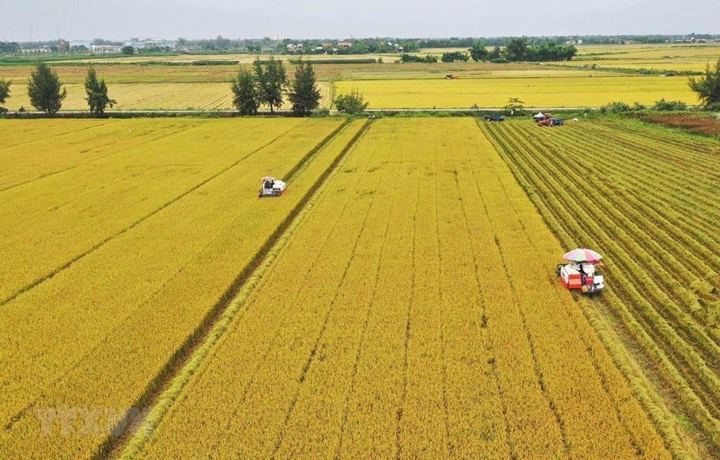 Một lô hàng 500 tấn vừa được xuất sang Nhật Bản: Việt Nam là nước đầu tiên trên thế giới làm được điều này