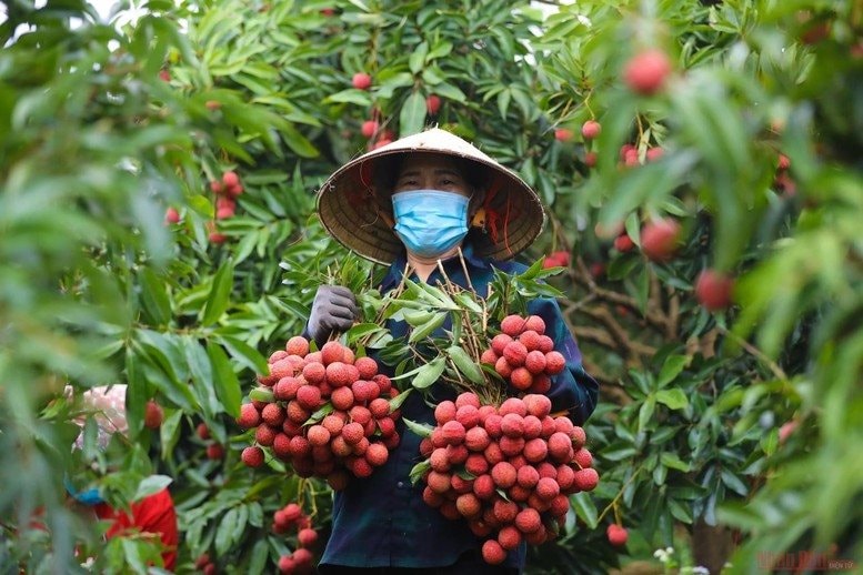 vai-thieu-vn.jpg
