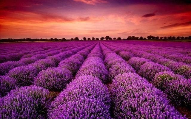 Cựu chủ tịch xuất hiện bất ngờ sau khi ra tù, cổ phiếu phi như "tên lửa" với 13 phiên kịch trần