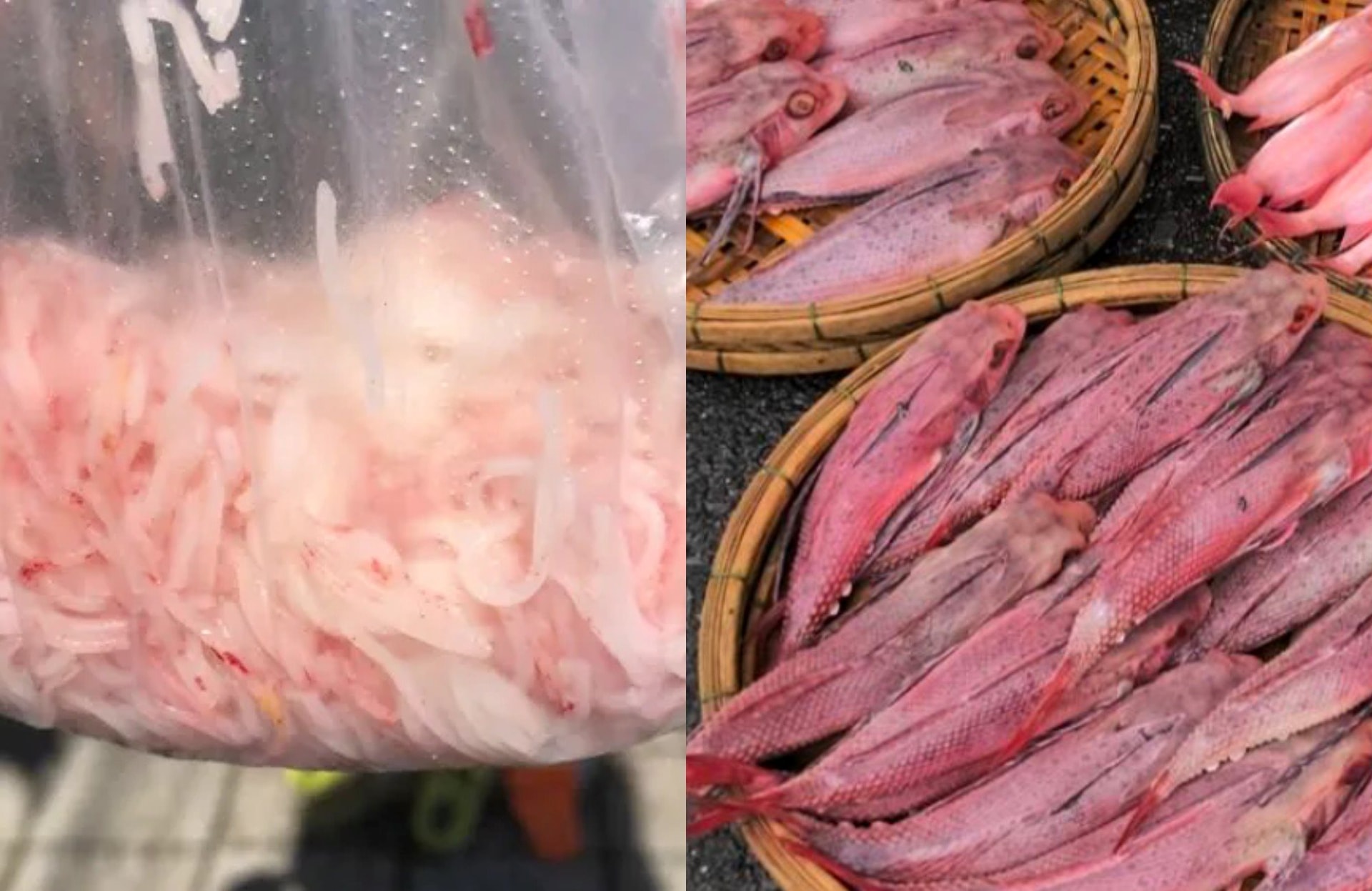 Liên tiếp các vụ người dân phát hiện “cá uống Sting”, “bún tươi chuyển đỏ”: Diễn biến mới nhất thế nào?
