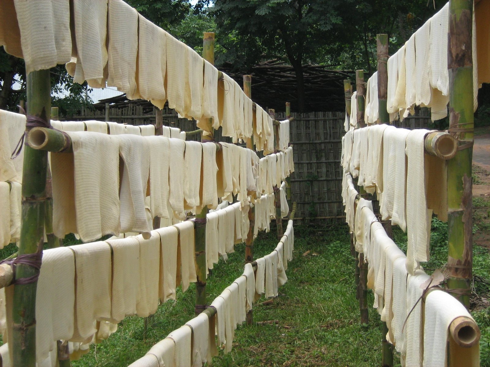 cao-su-.jpg