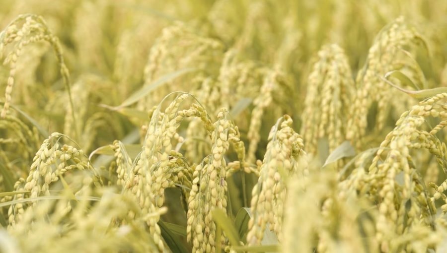 Bê bối gạo giả rúng động đất nước, đích thân Tổng thống chỉ đạo điều tra: 6 công ty gạo lớn bị nghi cầm đầu, trên 200 tấn gạo nhái bị thu giữ, người tiêu dùng chịu thiệt hơn 6 tỷ USD