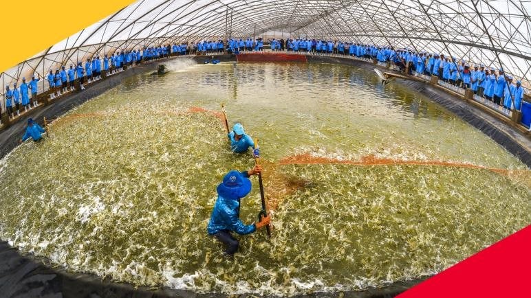 Từng lãi hàng trăm tỷ mỗi năm, "Vua tôm giống" Việt Nam bất ngờ báo lỗ trong 6 tháng đầu năm 2025