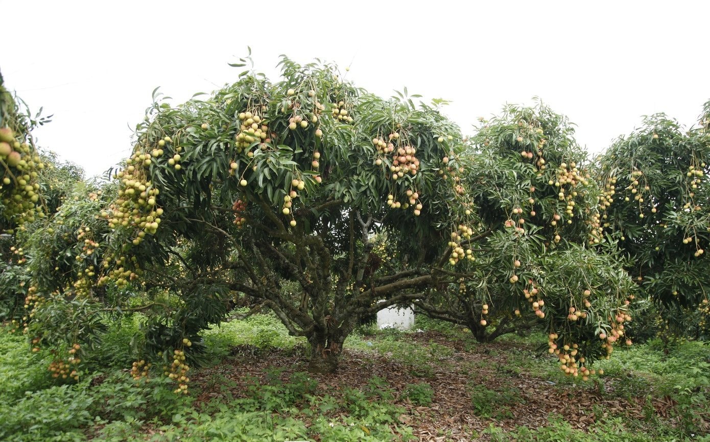 Đặc sản Việt Nam ghi nhận kỷ lục chưa từng có, vừa hết vụ đã có đối tác lớn từ Mỹ đặt hàng cho năm sau