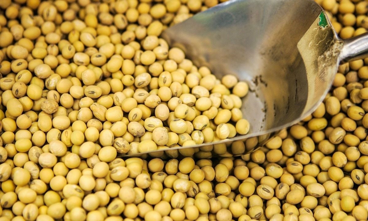 soybean(1).jpg
