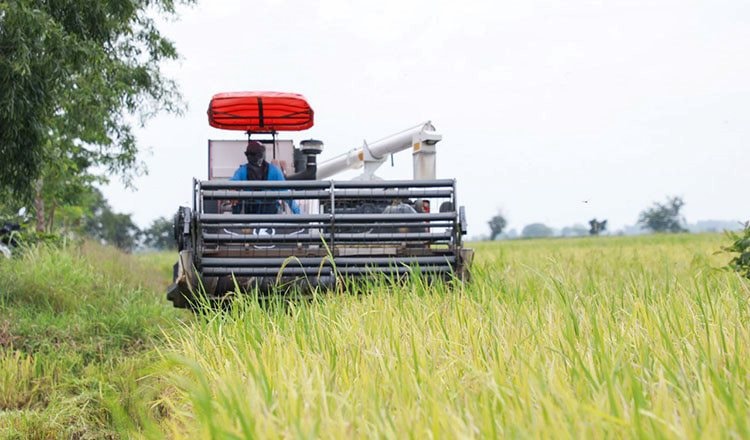 Giá 'hạt vàng' giảm sốc, nông dân Campuchia oằn mình chịu lỗ gần 7 triệu đồng/ha, tính bỏ ruộng sang Thái Lan làm thuê