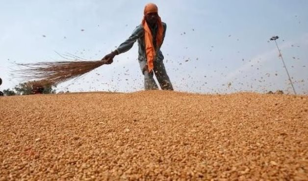 Phát hiện sinh vật dài 3mm đe dọa ngành công nghiệp 12 tỷ USD của Úc 