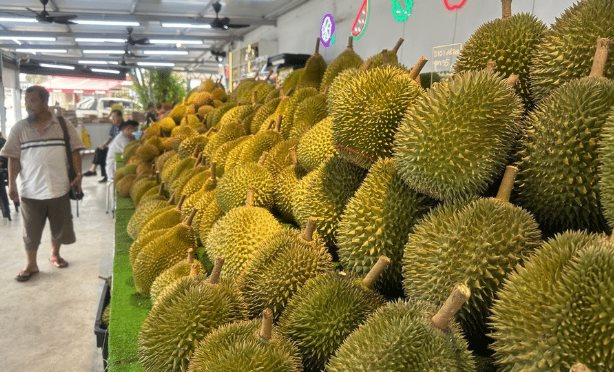 Là vựa sầu riêng lớn nhất Đông Nam Á, đối thủ của Việt Nam cho biết chỉ nhận về 10% giá trị vì trung gian qua Thái Lan, sắp xuất khẩu trực tiếp sang Trung Quốc