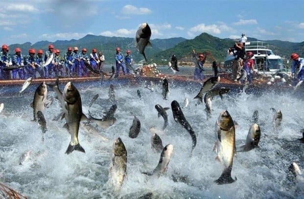 'Vua cá tra' báo lãi 9 tháng đầu năm gấp 18 lần cùng kỳ, cổ phiếu tăng hơn 60% từ đầu năm