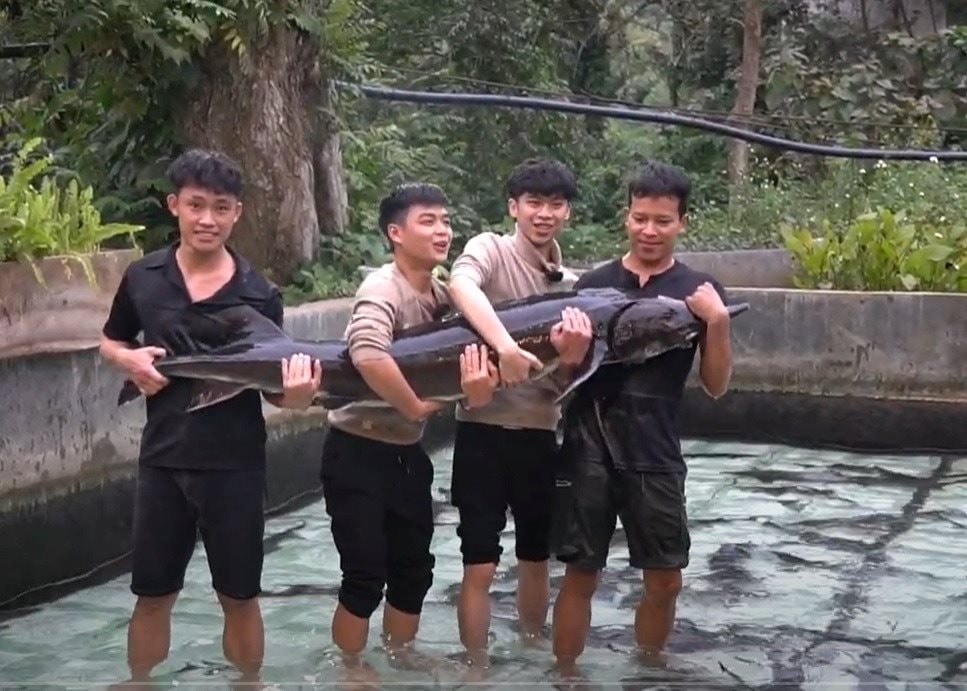 Cụ Cá Tầm 15 năm tuổi nặng 50 kg ở Lai Châu, được lên sàn đấu giá để huy động vốn: Ai nuôi?