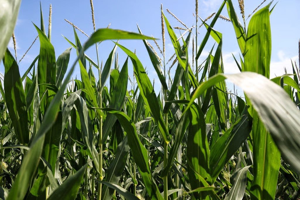 3 nước EU, gồm đồng minh thân cận của Kiev, quyết cấm nhập khẩu hàng hóa Ukraine: EC tuyên bố có thể khởi kiện