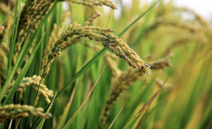 Quốc gia mua gạo nhiều nhất thế giới vừa gia hạn lệnh cấm nhập khẩu đến hết năm 2025, đề xuất áp thuế lên đến 50% từ những thị trường này