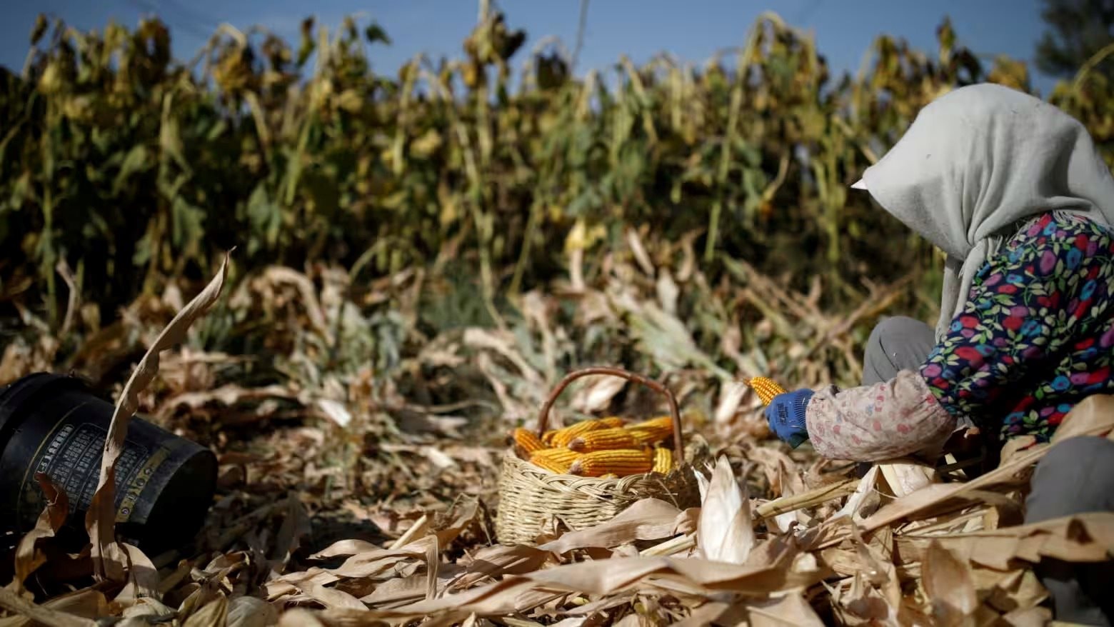 Sau đất hiếm, Trung Quốc siết xuất khẩu mặt hàng góp phần nuôi sống thế giới, làm rung chuyển thị trường lương thực toàn cầu 