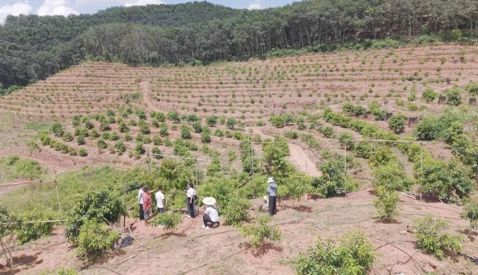 Trung Quốc tuyên bố vừa thử nghiệm thành công sầu riêng tại Vân Nam: Hướng tới giấc mơ “tự do sầu riêng”, diện tích trồng ra sao?