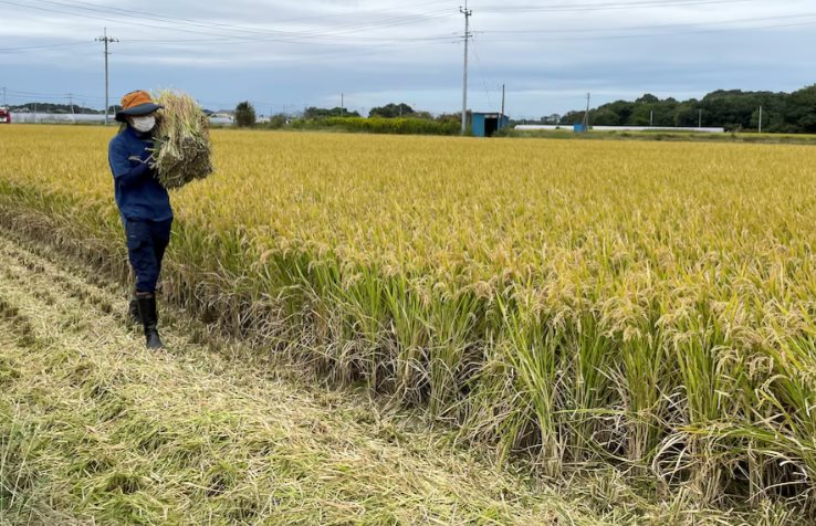 Chuyện gì đang xảy ra tại nền kinh tế lớn thứ 4 thế giới: Áp thuế gạo nhập khẩu cao chót vót nhưng vẫn rẻ hơn hàng nội địa, người tiêu dùng chịu mức giá đắt đỏ