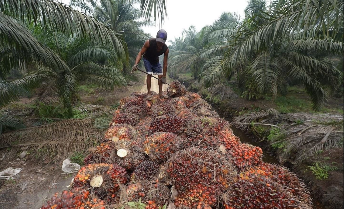 Thị trường ngày 17/11: Dầu hạ nhiệt, dầu cọ đối mặt rủi ro, Tesla siết linh kiện Trung Quốc