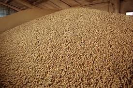 Nông dân Mỹ mắc kẹt với “núi vàng mọc ra từ đất”: Khách mua tiềm năng từ châu Á vẫn dửng dưng