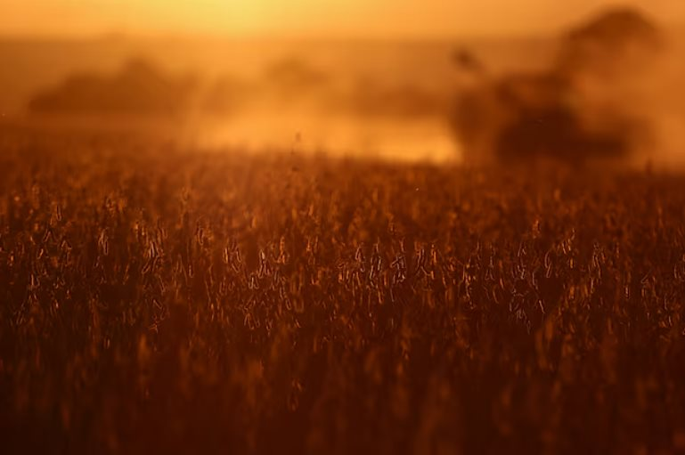 2 tháng liền Trung Quốc ﻿không mua dù chỉ 1 hạt mặt hàng then chốt của Mỹ, nông dân trông chờ gì vào tương lai?