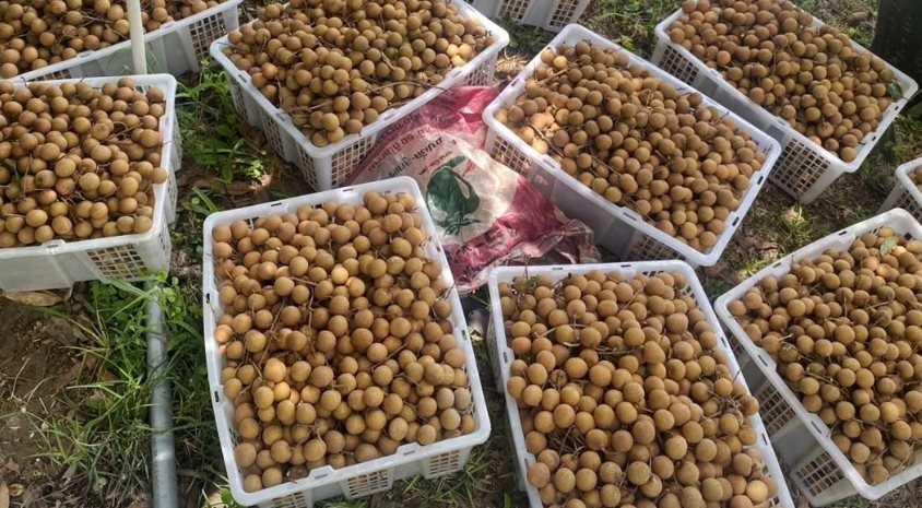 Sau sầu riêng, Lào sắp trở thành đối thủ của một loại trái cây Việt Nam tại Trung Quốc, nước ta đứng thứ 2 thế giới về xuất khẩu