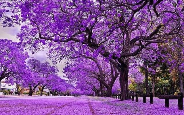 Sóng gió bủa vây thị trường, một cổ phiếu bất ngờ ngược dòng “tím lịm” chục phiên, giá x2 chỉ sau 2 tháng